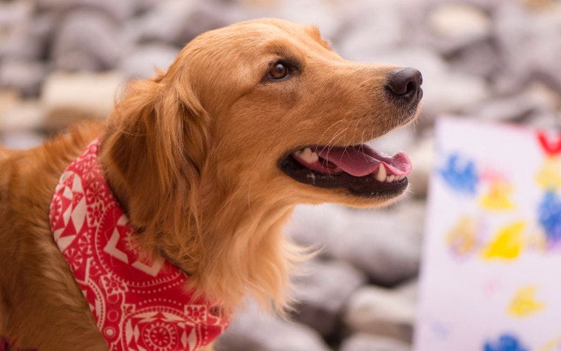 adult golden retriever dog with a red bandanna