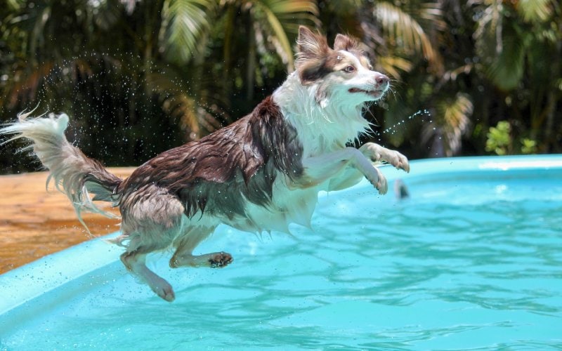 adult white and black border collie dog jumping into swimming pool