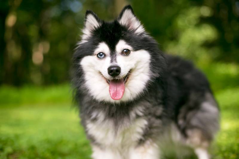 alaskan klee kai dog with heterochromia