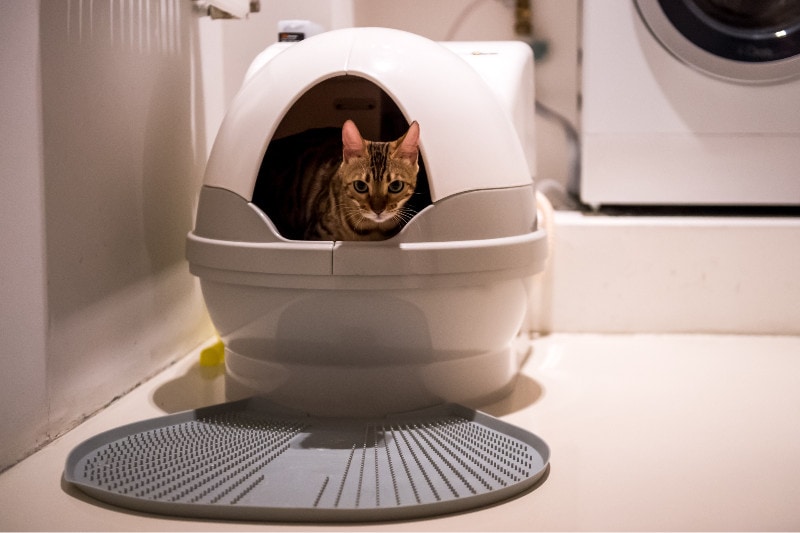 automatic cat litter box toilet potty