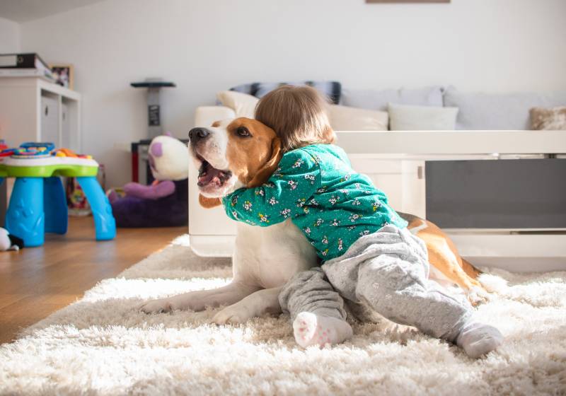 baby hugging the beagle dog tightly inside the bedroom