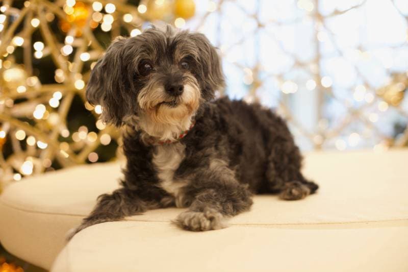 bicolored maltipoo dog sitting on the couch with light bokeh background