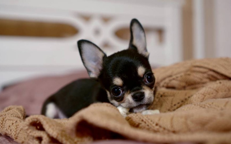 black Chihuahua nibbling on blanket