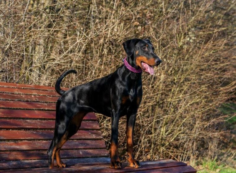 black and tan female doberman pinscher dog standing on the bench