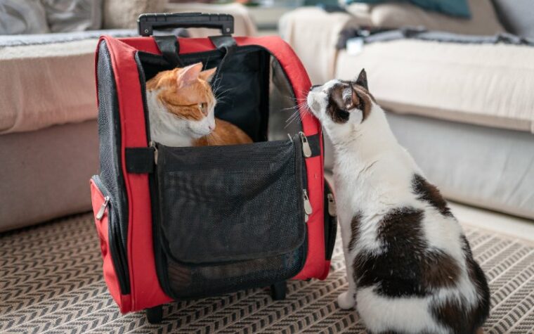 black and white cat approaches and sniffs white and brown cat inside pet carrier