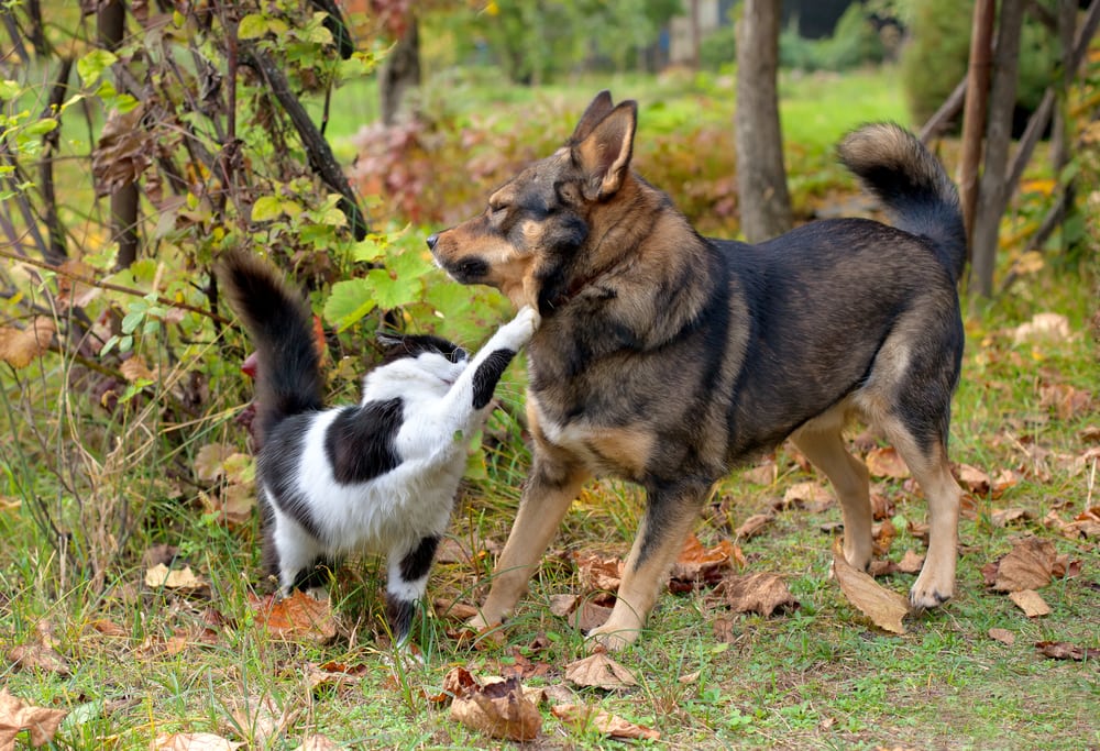 black and white cat swatting brown dog - cat and dog fighting