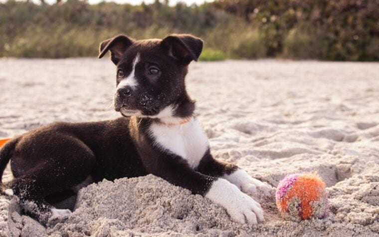 black and white dog covered in sand with a ball on the beach