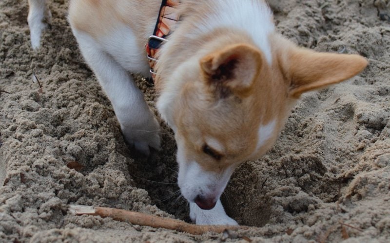 brown and white dog digging in the sand to bury stick