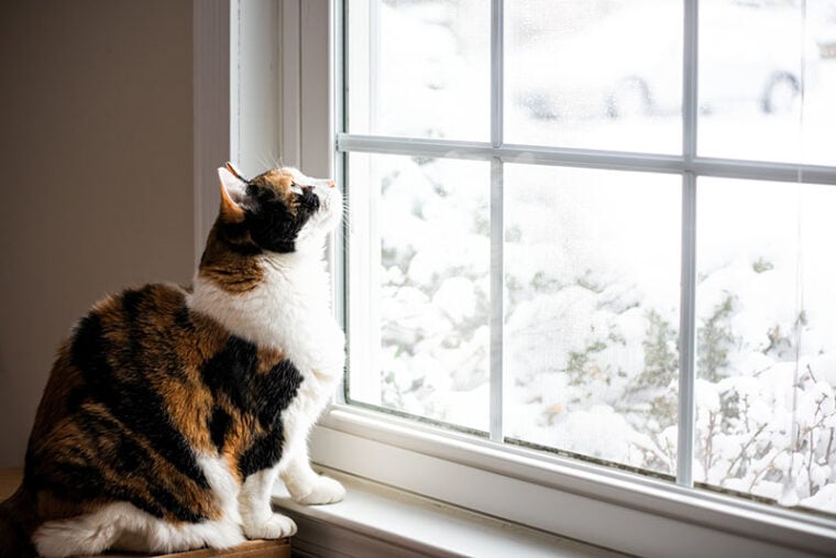 calico cat on window staring at snow