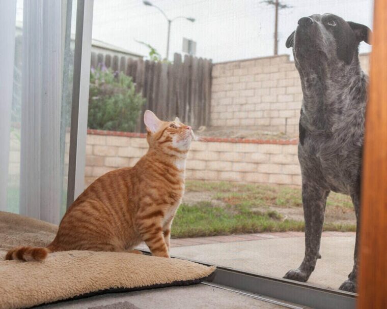 cat and dog separated by door