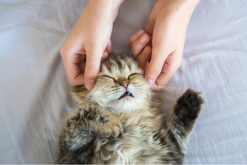 cat ear massage