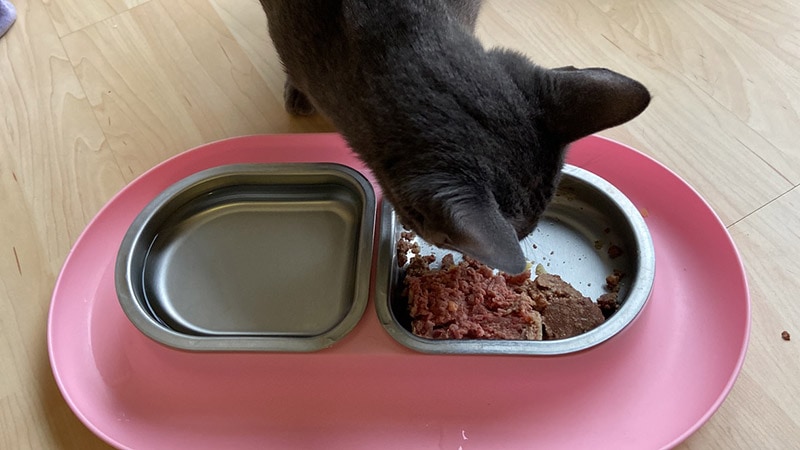 cat eating bella and duke cat food