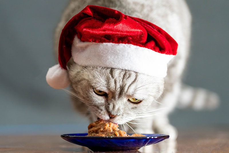 cat in christmas hat eating on perfect gray background