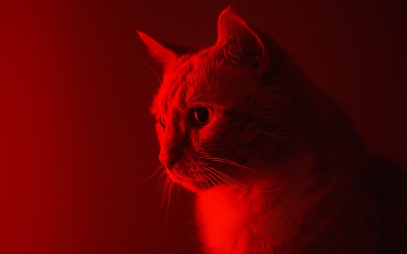 Cat In Red Light Pejvak Samadani Unsplash 