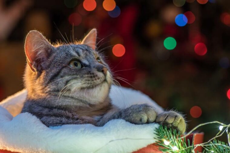 cat looking upwards with festive background