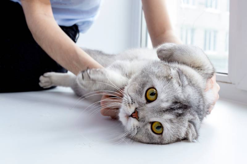 cat lying being massaged by owner