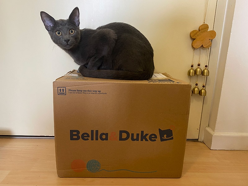 cat lying on top of the bella and duke box