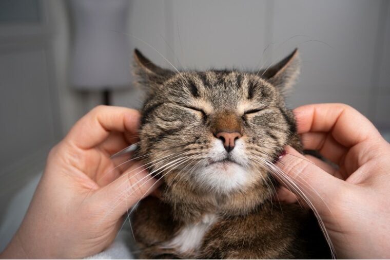 cat massage the cheek