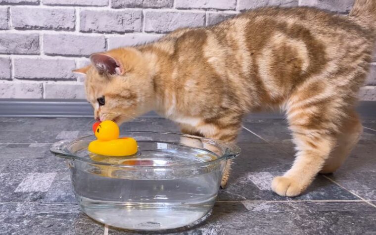 cat playing with rubber duck in water bowl