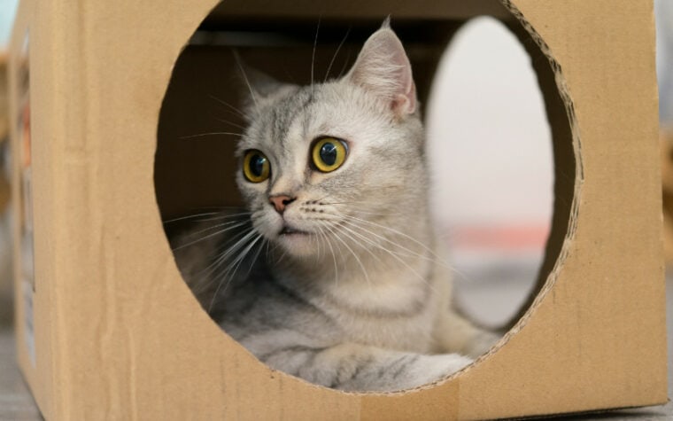 cat sitting inside diy cardboard box toy