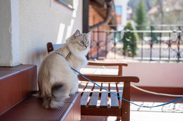 cat with leash on a balcony