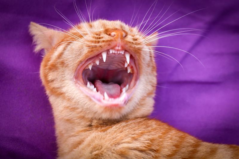 cat with open mouth and teeth