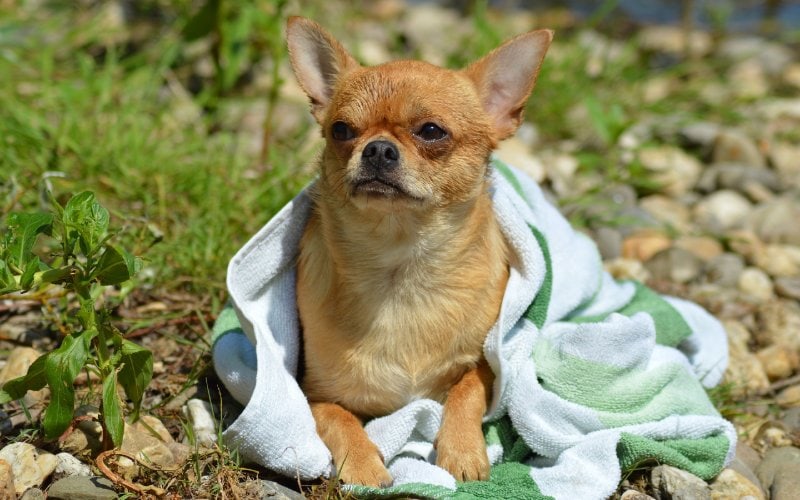 chihuahua dog wrapped in towel