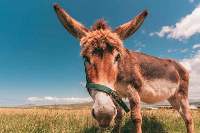 close up at a low angle of a brown and white irish donkey standing in a field