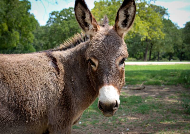 Can Donkeys Reproduce? Reproductive Cycle Explained | Pet Keen