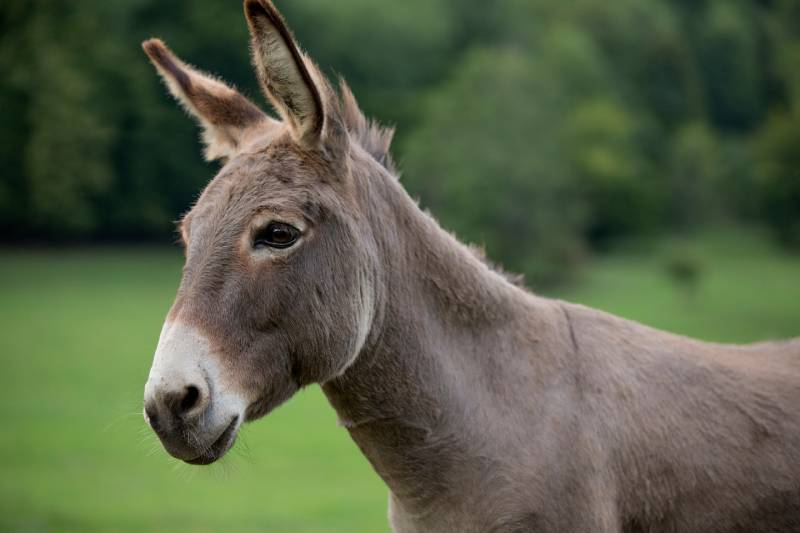close up grey donkey outdoors