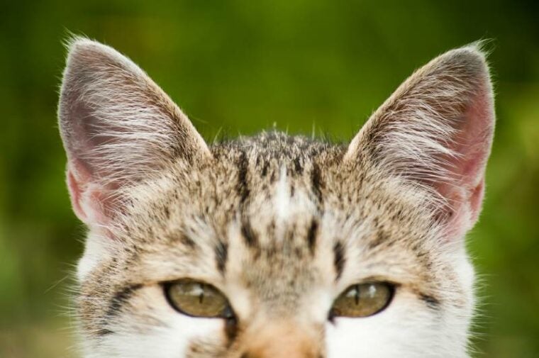close up image of cat's ears and eyes
