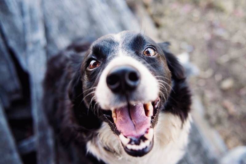 close up image of dog looking at the camera