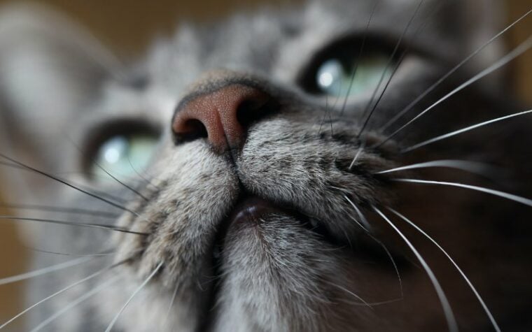 close up of a gray tabby cat's nose