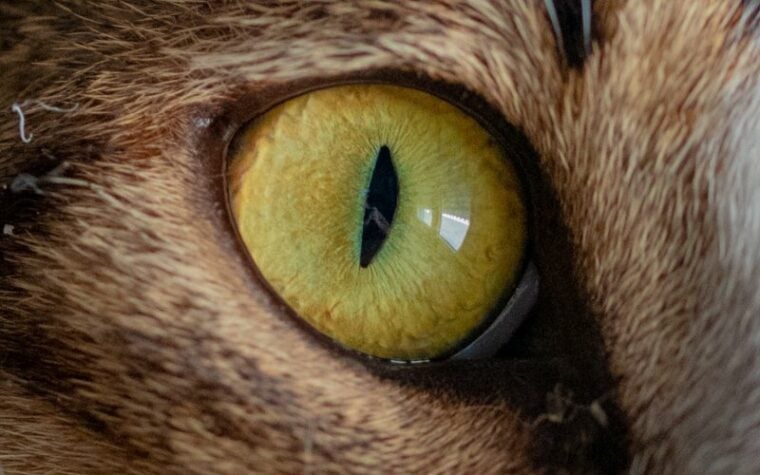 close up of a tabby cat's eye
