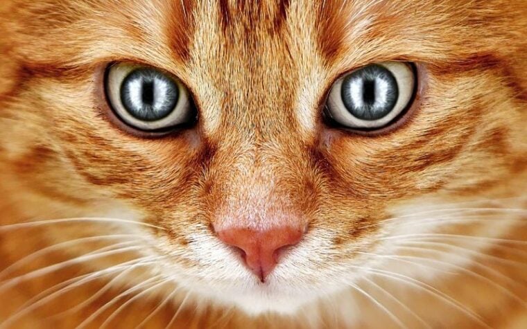 closeup of a orange tabby cat's face