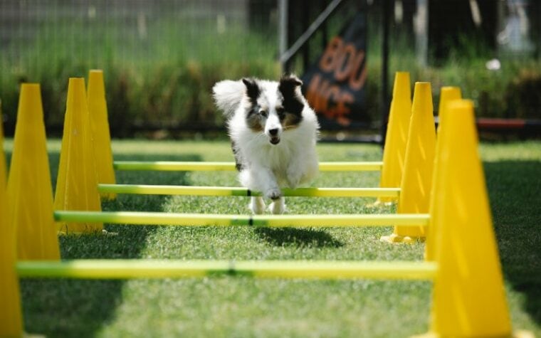 collie dog jumping over agility obstacle course
