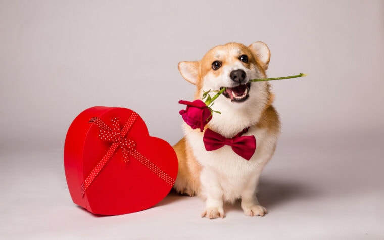 corgi dog with flower and valentine's day gift