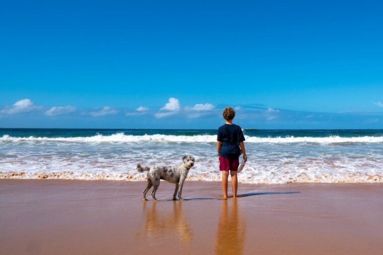 dog and a boy on the beach