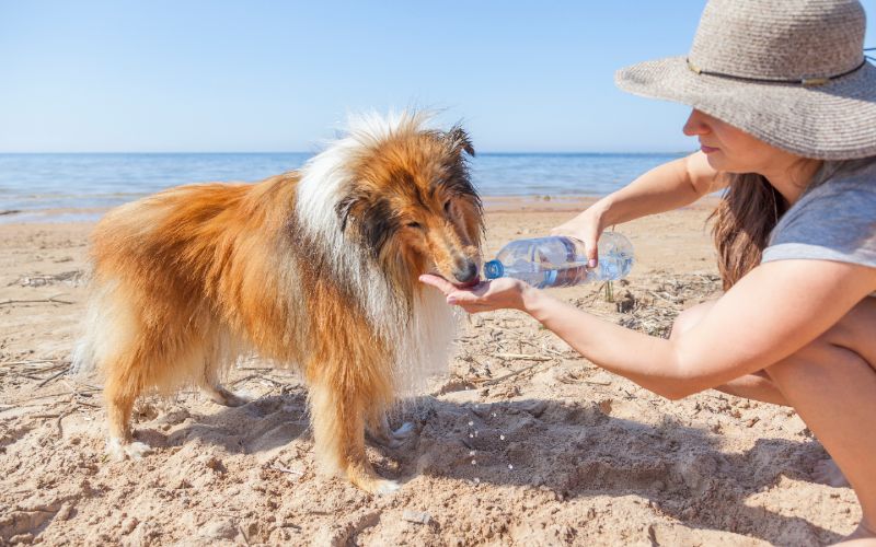 dog drinking water from bottle at the beach