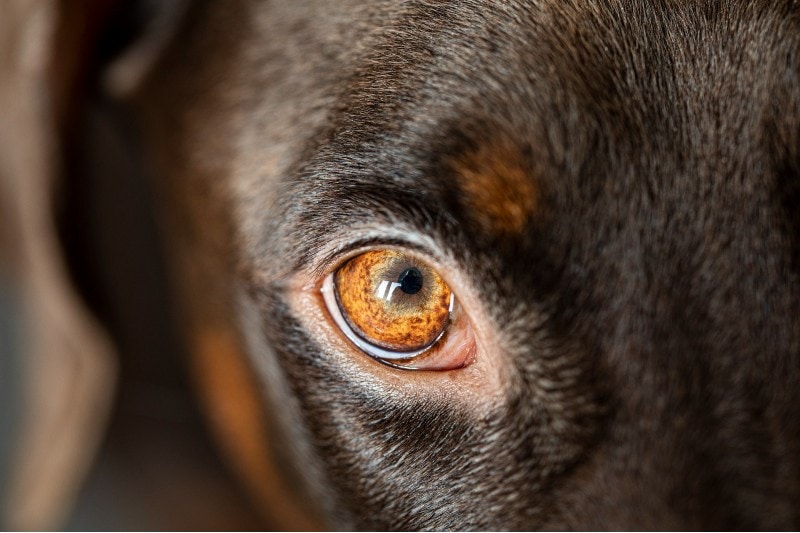 dog eyelid closeup shot