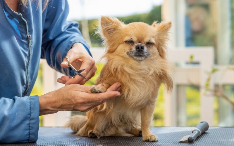 dog groomer trimming hair on paws of chihuahua