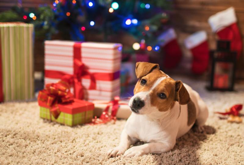dog jack russel dog under a christmas tree with gifts