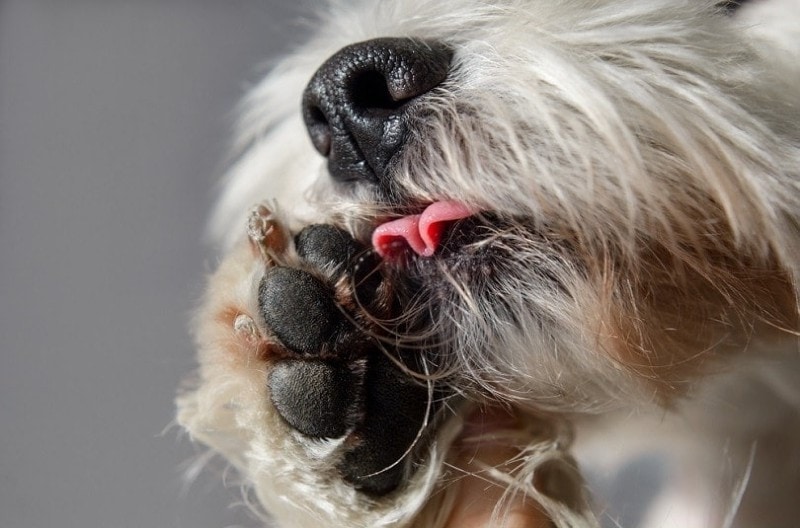 dog licking his paw closeup