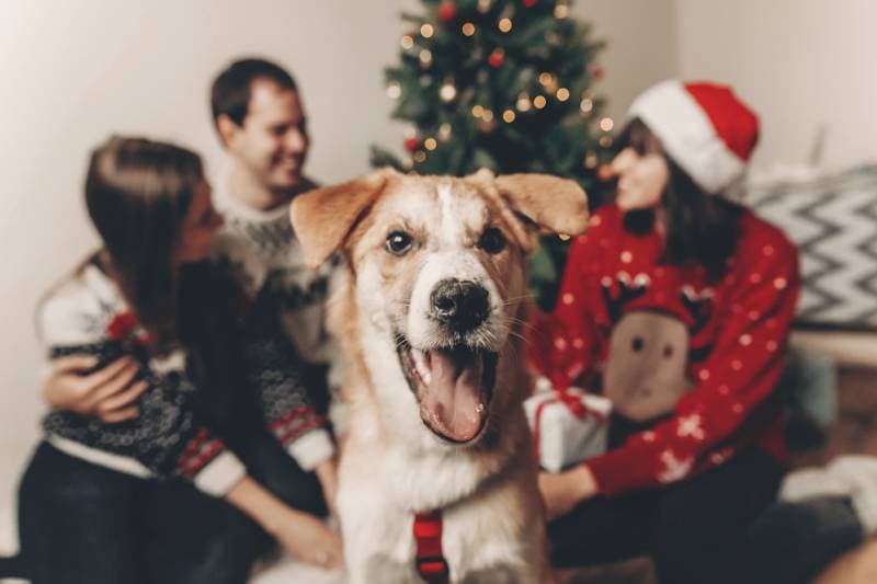 dog looking in front and happy stylish family in festive sweaters