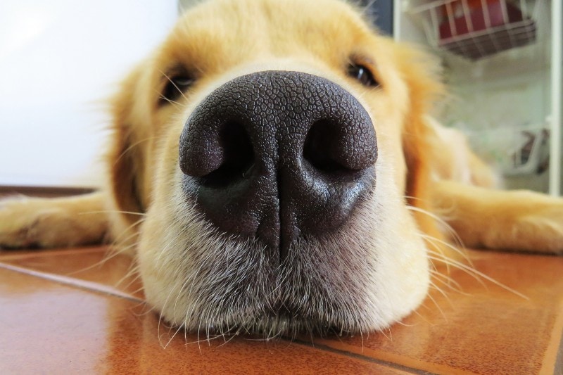 nariz de cachorro close-up