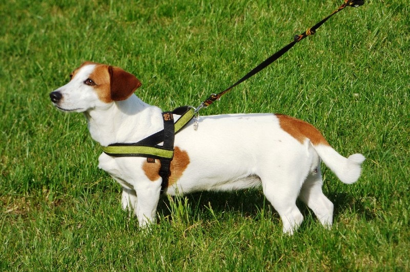 dog on a leash standing on grass