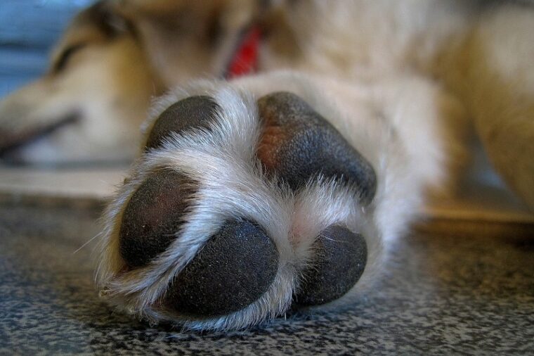 dog paw closeup