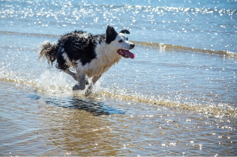 Dog Running On The Beach Marina Hobbs Pixabay 