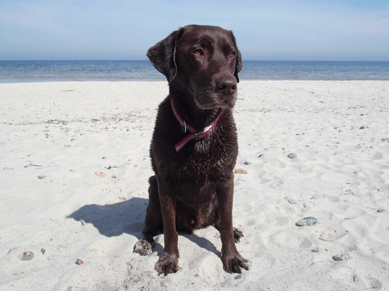 dog sitting at the beach