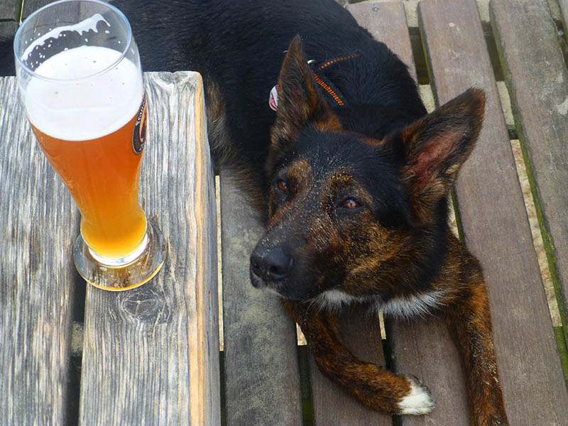 perro mirando cerveza